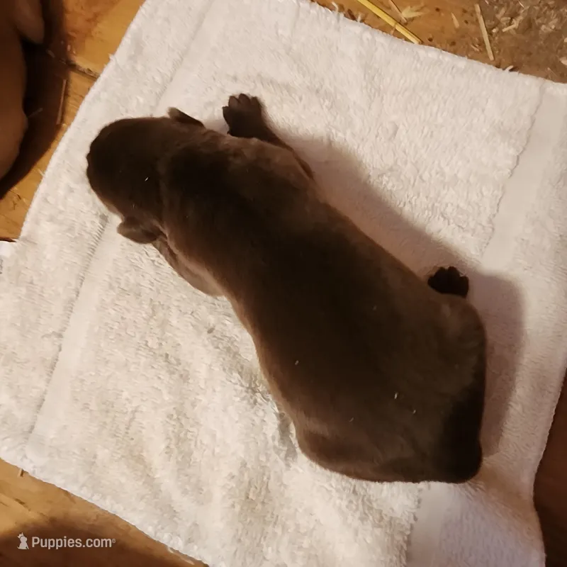 Desel  – Labrador Retriever puppy for sale in Tazewell, VA