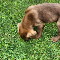 Rowdy , a male Labrador Retriever for sale in Tazewell, VA – 7 of 7