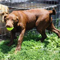 Baily, a female Labrador Retriever for sale in Tazewell, VA – 5 of 6