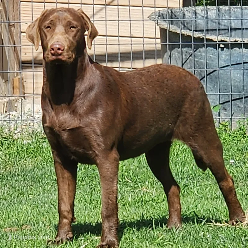 Bailey  – Labrador Retriever puppy for sale in Tazewell, VA