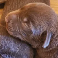 Desel , a male Labrador Retriever for sale in Tazewell, VA – 5 of 5