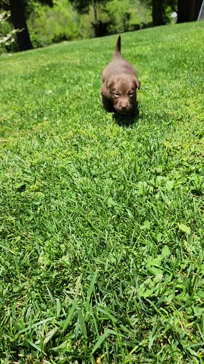 Rosy, a female Labrador Retriever for sale in Tazewell, VA – 3 of 4