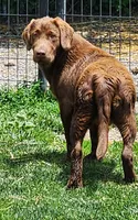 Burt, a male Labrador Retriever for sale in Tazewell, VA – 6 of 6