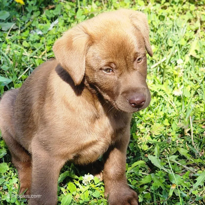 Tiny – Labrador Retriever puppy for sale in Tazewell, VA