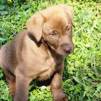 Tiny, a female Labrador Retriever for sale in Tazewell, VA – 1 of 4