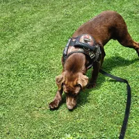 Bailey , a female Labrador Retriever for sale in Tazewell, VA – 4 of 4