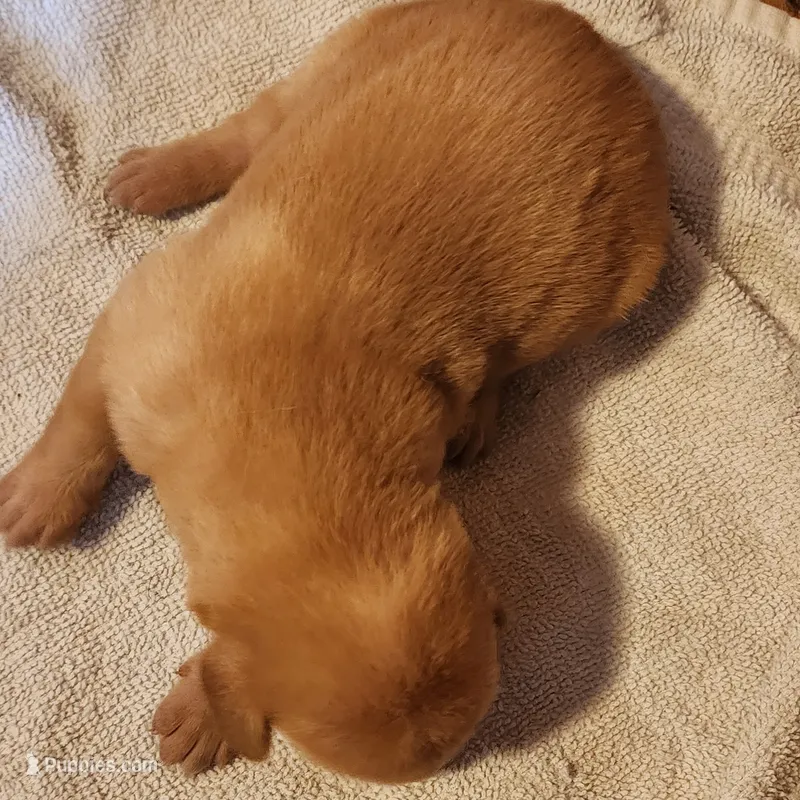 River – Labrador Retriever puppy for sale in Tazewell, VA