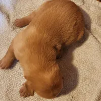 River, a female Labrador Retriever for sale in Tazewell, VA – 1 of 5