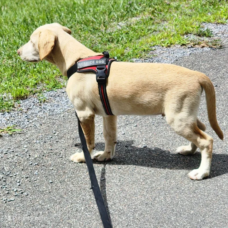 Colt – Labrador Retriever puppy for sale in Tazewell, VA