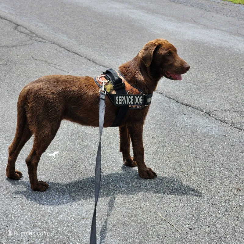 Bailey  – Labrador Retriever puppy for sale in Tazewell, VA