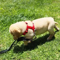 Colt, a male Labrador Retriever for sale in Tazewell, VA – 6 of 8