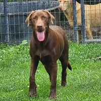 Bailey , a female Labrador Retriever for sale in Tazewell, VA – 2 of 4