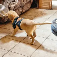 Colt, a male Labrador Retriever for sale in Tazewell, VA – 5 of 10