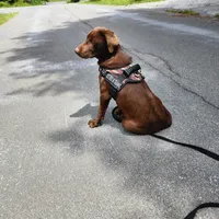 Baily, a female Labrador Retriever for sale in Tazewell, VA – 4 of 6