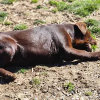 Pebbles , a female Labrador Retriever for sale in Tazewell, VA – Photo 4 of 4