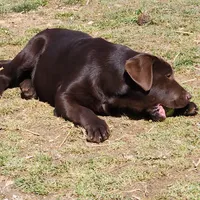 Pebbles , a female Labrador Retriever for sale in Tazewell, VA – Photo 3 of 4