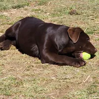 Pebbles , a female Labrador Retriever for sale in Tazewell, VA – Photo 2 of 4