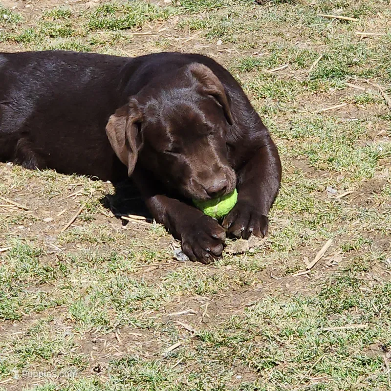 Pebbles , a female Labrador Retriever for sale in Tazewell, VA – Photo 1 of 4