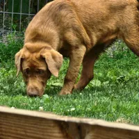 Burt, a male Labrador Retriever for sale in Tazewell, VA – 1 of 6