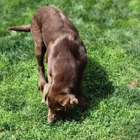 Timber, a female Labrador Retriever for sale in Tazewell, VA – 9 of 10