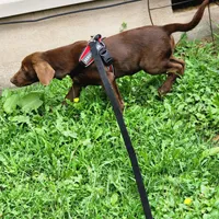 Ben, a male Labrador Retriever for sale in Tazewell, VA – 2 of 6