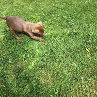 Rowdy , a male Labrador Retriever for sale in Tazewell, VA – 3 of 7