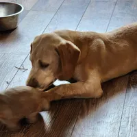 Buddy , a male Labrador Retriever for sale in Tazewell, VA – 7 of 7