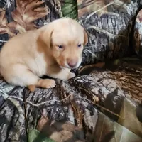 Kala, a female Labrador Retriever for sale in Tazewell, VA – 4 of 6