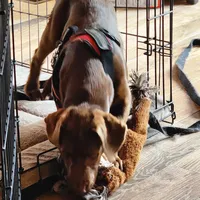Bailey , a female Labrador Retriever for sale in Tazewell, VA – 4 of 5