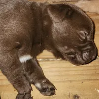 Brut, a male Labrador Retriever for sale in Tazewell, VA – 3 of 3