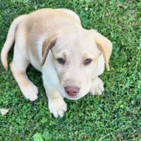 Colt, a male Labrador Retriever for sale in Tazewell, VA – 8 of 8