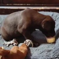 Suzy , a female Labrador Retriever for sale in Tazewell, VA – Photo 4 of 5