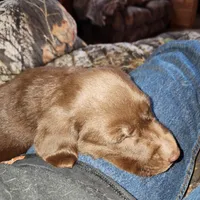 Suzy , a female Labrador Retriever for sale in Tazewell, VA – Photo 1 of 5