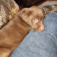 Suzy , a female Labrador Retriever for sale in Tazewell, VA – Photo 5 of 5