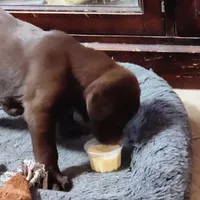 Suzy , a female Labrador Retriever for sale in Tazewell, VA – Photo 2 of 5