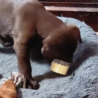 Suzy , a female Labrador Retriever for sale in Tazewell, VA – Photo 3 of 5