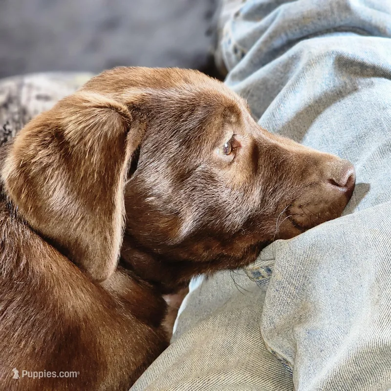 Suzy  – Labrador Retriever puppy for sale in Tazewell, VA