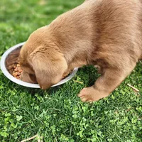 Bentley , a female Labrador Retriever for sale in Tazewell, VA – Photo 6 of 7