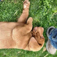 Bentley , a female Labrador Retriever for sale in Tazewell, VA – Photo 2 of 7