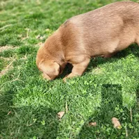 Bentley , a female Labrador Retriever for sale in Tazewell, VA – Photo 4 of 7