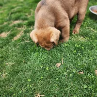 Bentley , a female Labrador Retriever for sale in Tazewell, VA – Photo 5 of 7