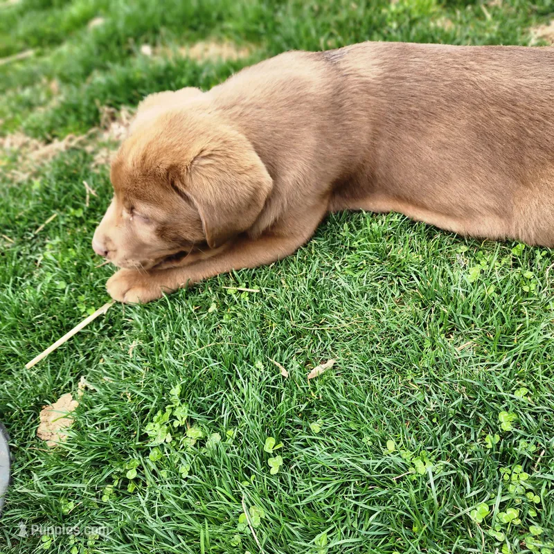 Bentley  – Labrador Retriever puppy for sale in Tazewell, VA