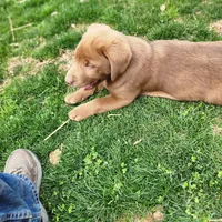 Bentley , a female Labrador Retriever for sale in Tazewell, VA – Photo 3 of 7