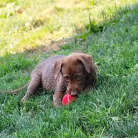Finn, a female Labrador Retriever for sale in Tazewell, VA – 6 of 10