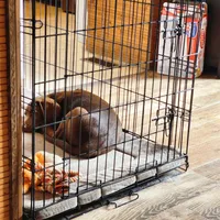 Hazel, a female Labrador Retriever for sale in Tazewell, VA – 3 of 7