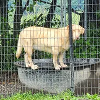 Cedar , a  Labrador Retriever for sale in Tazewell, VA – 3 of 3