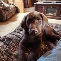 Daisy , a female Labrador Retriever for sale in Tazewell, VA – 2 of 7