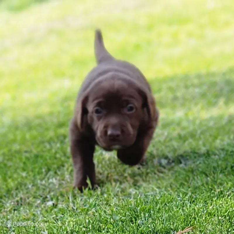 Juno – Labrador Retriever puppy for sale in Tazewell, VA
