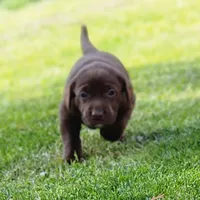 Juno, a female Labrador Retriever for sale in Tazewell, VA – 1 of 3