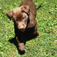 Remmington , a male Labrador Retriever for sale in Tazewell, VA – 3 of 6